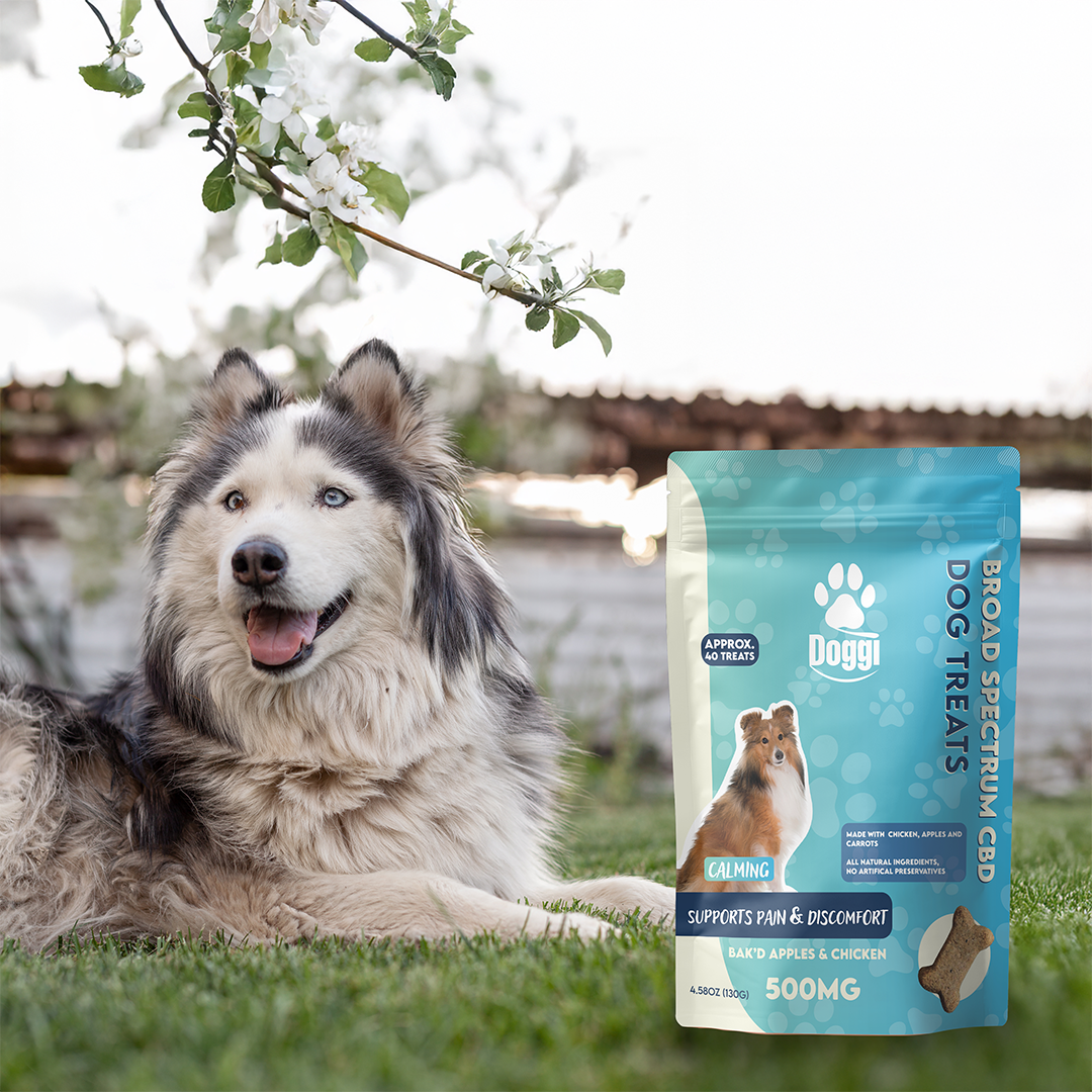 Doggi CBD Bak’d Apples & Chicken Dog Treats: Natural CBD Support for Pain & Discomfort