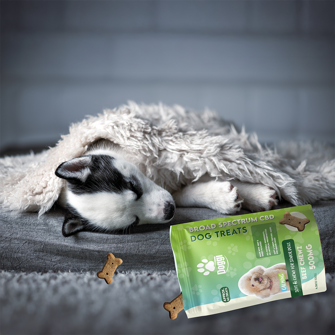 Doggi CBD Beef Chewz Dog Treats: Soft CBD Treats for Senior Dogs