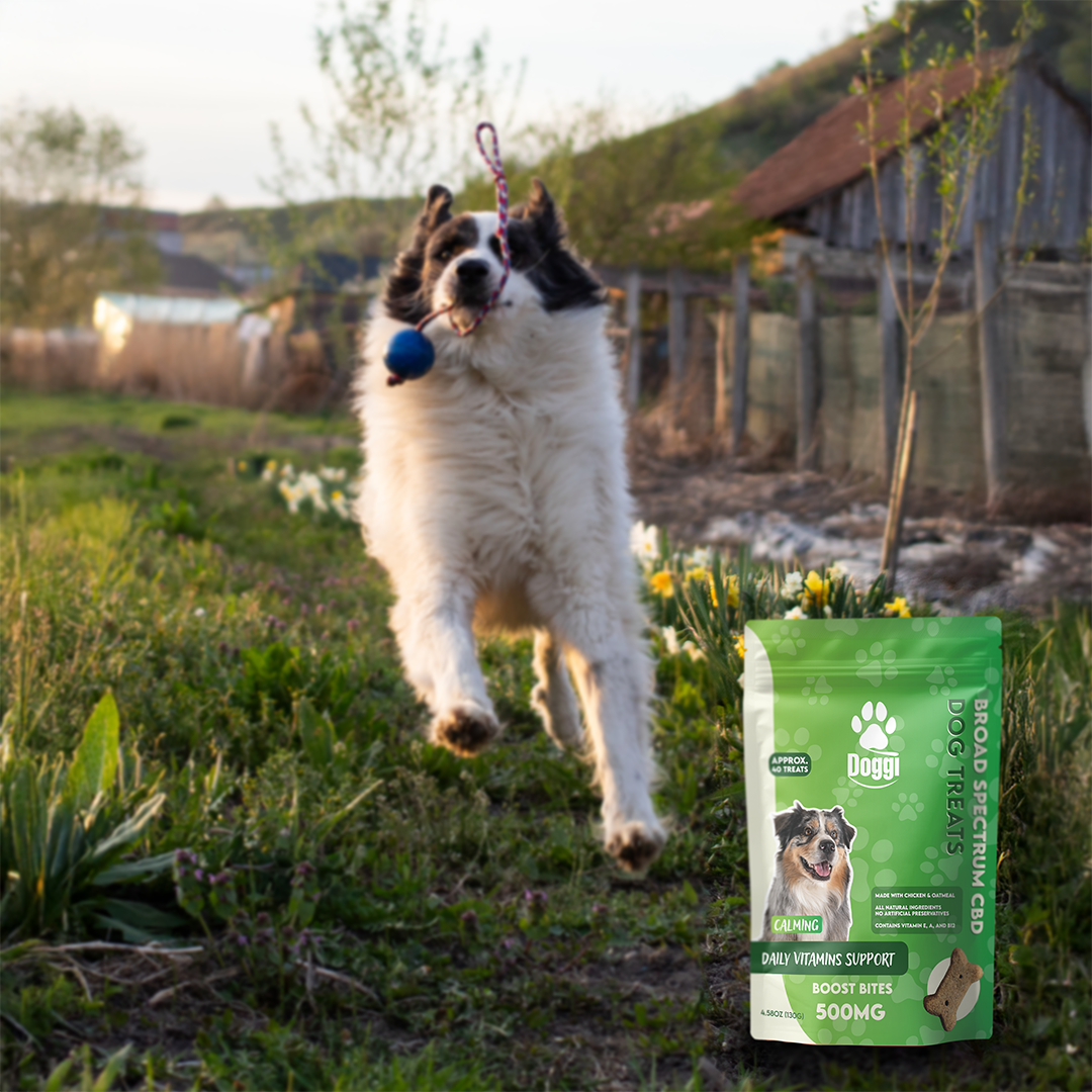 Doggi CBD Boost Bites Dog Treats: Daily Vitamin Support with CBD