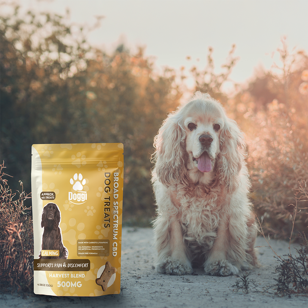 Doggi CBD Harvest Blend Dog Treats: Natural Relief for Pain and Discomfort