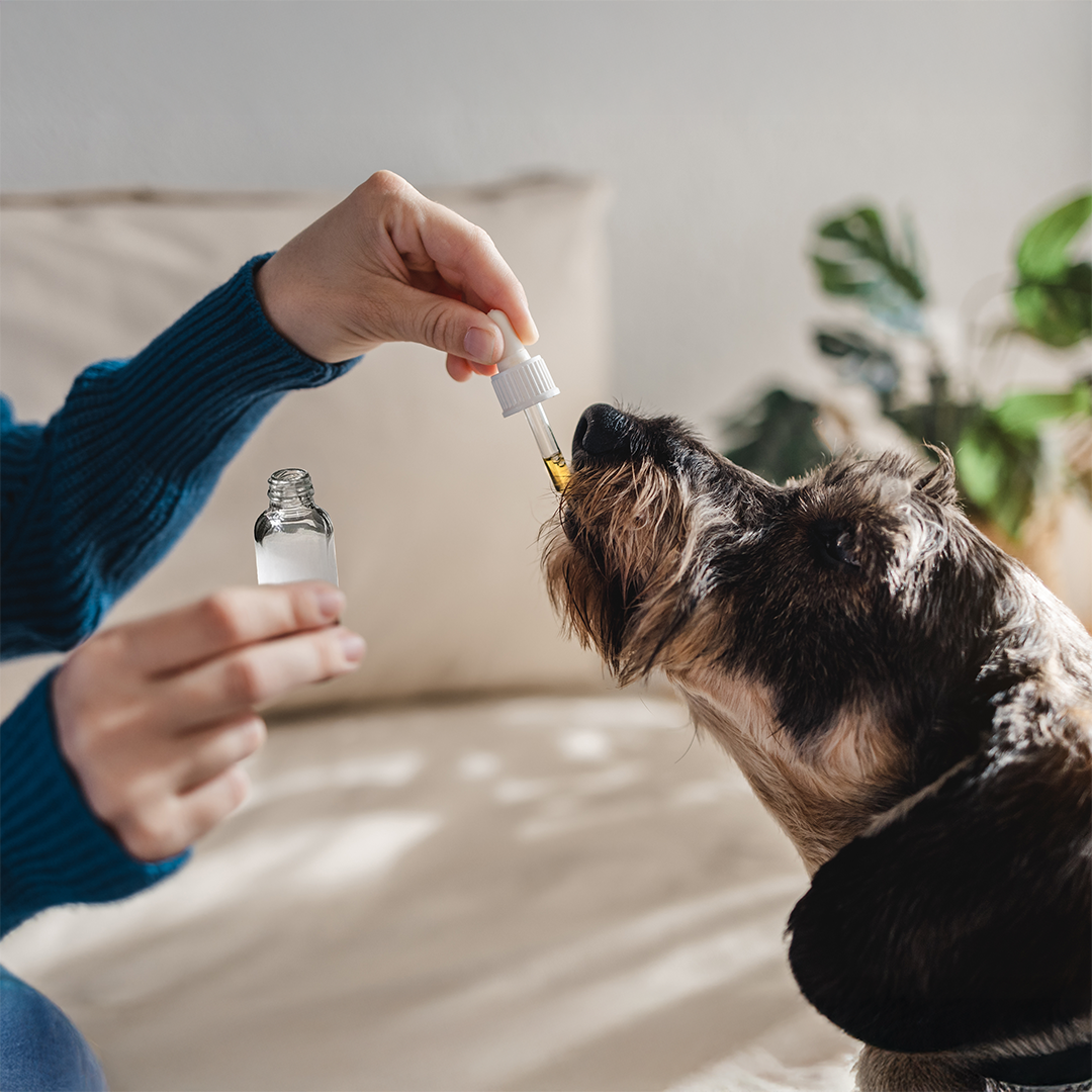 How to Choose the Best CBD Treats for Your Pet